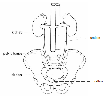 Diagram of Bladder position