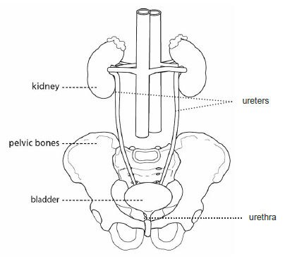 Radiotherapy to the Bladder | Hull University Teaching Hospitals NHS Trust