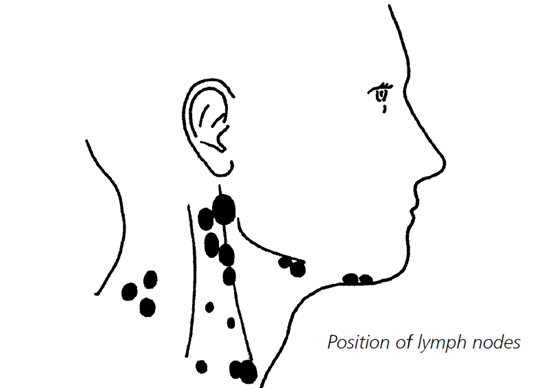Image of position of lymph nodes