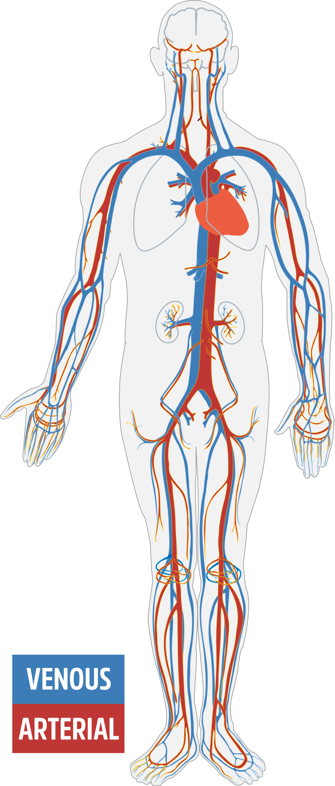 A diagram of the vascular system