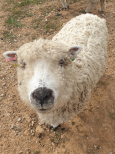 Curly haired sheep looking directly at the camera