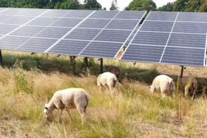 Sheep grazing in the sunshine among the solar panels 