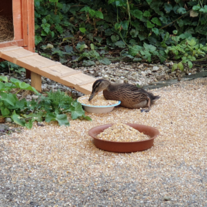 Duckling feeding