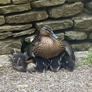 Duck with ducklings