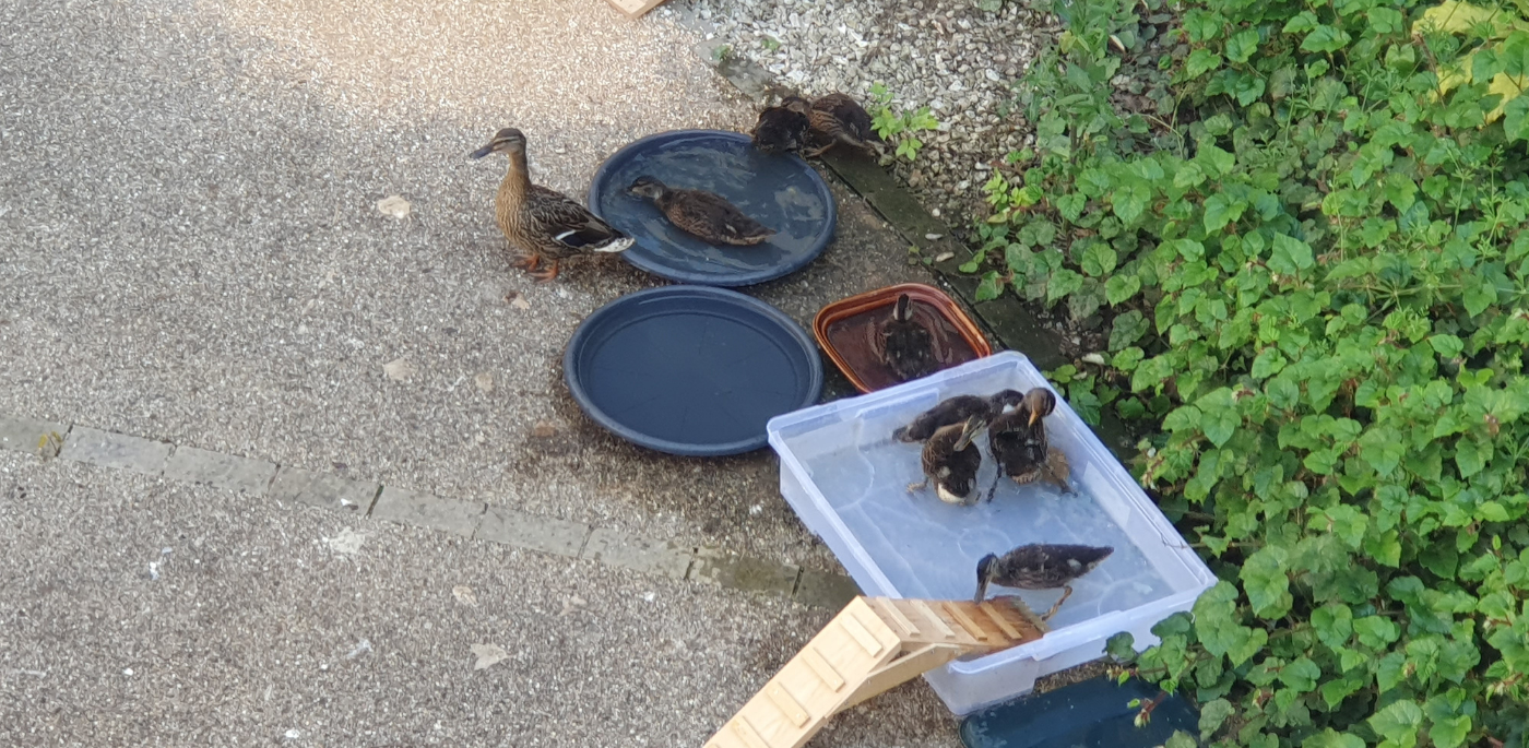 Family of ducks bathing